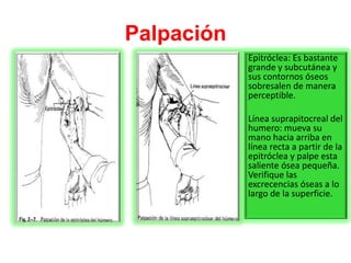 Palpación
Epitróclea: Es bastante
grande y subcutánea y
sus contornos óseos
sobresalen de manera
perceptible.
Línea suprap...