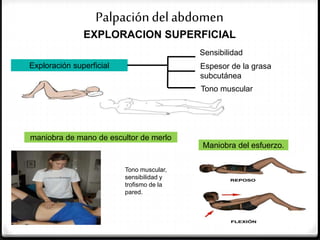 Exploración física del abdomen