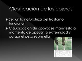  Según la naturaleza del trastorno
funcional
 Claudicación de apoyó: se manifiesta al
momento de apoyar la extremidad y
cargar el peso sobre ella
 