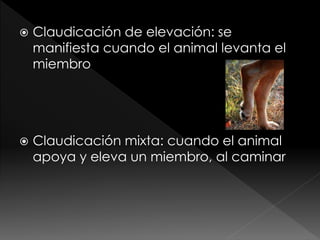  Claudicación de elevación: se
manifiesta cuando el animal levanta el
miembro
 Claudicación mixta: cuando el animal
apoya y eleva un miembro, al caminar
 