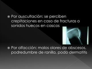  Por auscultación: se perciben
crepitaciones en caso de fracturas o
sonidos huecos en cascos
 Por olfacción: malos olores de abscesos,
podredumbre de ranilla, podo dermatitis
 