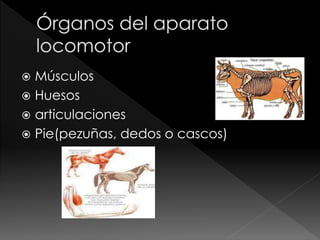 Músculos
 Huesos
 articulaciones
 Pie(pezuñas, dedos o cascos)
 