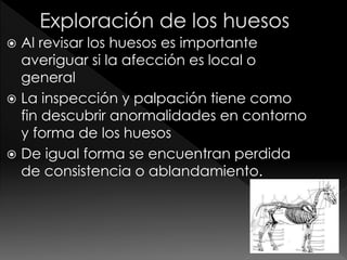  Al revisar los huesos es importante
averiguar si la afección es local o
general
 La inspección y palpación tiene como
fin descubrir anormalidades en contorno
y forma de los huesos
 De igual forma se encuentran perdida
de consistencia o ablandamiento.
 