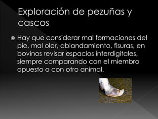  Hay que considerar mal formaciones del
pie, mal olor, ablandamiento, fisuras, en
bovinos revisar espacios interdigitales,
siempre comparando con el miembro
opuesto o con otro animal.
 