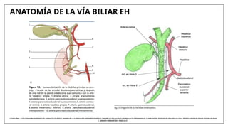 EXPLORACIÓN DE LA VIA BILIAR PPT POWER POINT | PPTX