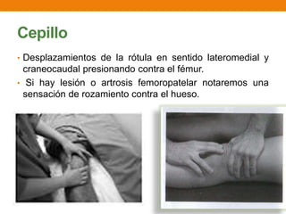 Cepillo
• Desplazamientos de la rótula en sentido lateromedial y
craneocaudal presionando contra el fémur.
• Si hay lesión o artrosis femoropatelar notaremos una
sensación de rozamiento contra el hueso.
 