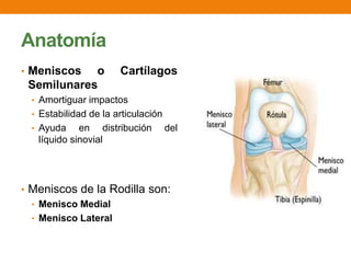Anatomía
• Meniscos o Cartílagos
Semilunares
• Amortiguar impactos
• Estabilidad de la articulación
• Ayuda en distribución del
líquido sinovial
• Meniscos de la Rodilla son:
• Menisco Medial
• Menisco Lateral
 