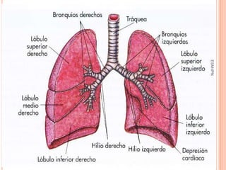 ESM-IPN
          11
 