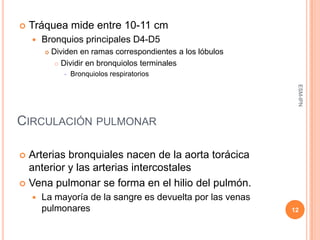    Tráquea mide entre 10-11 cm
       Bronquios principales D4-D5
           Dividen en ramas correspondientes a los lóbulos
              Dividir en bronquiolos terminales

                  Bronquiolos respiratorios




                                                               ESM-IPN
CIRCULACIÓN PULMONAR

 Arterias bronquiales nacen de la aorta torácica
  anterior y las arterias intercostales
 Vena pulmonar se forma en el hilio del pulmón.
       La mayoría de la sangre es devuelta por las venas
        pulmonares                                            12
 