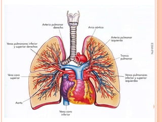 ESM-IPN
          13
 