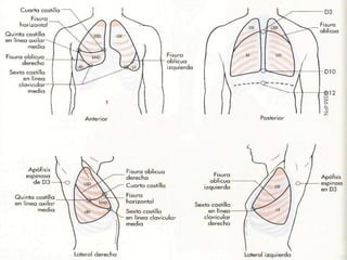 ESM-IPN
          14
 