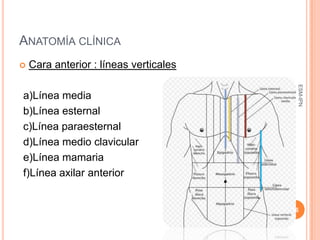 ANATOMÍA CLÍNICA
   Cara anterior : líneas verticales




                                         ESM-IPN
a)Línea media
b)Línea esternal
c)Línea paraesternal
d)Línea medio clavicular
e)Línea mamaria
f)Línea axilar anterior


                                        16
 