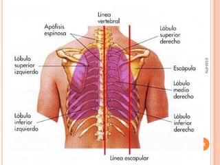 ESM-IPN
          18
 