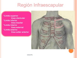 Región Infraescapular

*Limite superior
         línea clavicular
*Limite inferior
         línea biaxilar
*Limite interno
         línea esternal
*Limite externo
         línea axilar anterior




                           ESM-IPN   19
 
