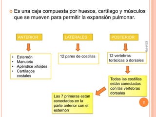    Es una caja compuesta por huesos, cartílago y músculos
    que se mueven para permitir la expansión pulmonar.


     ANTERIOR                  LATERALES             POSTERIOR




                                                                              ESM-IPN
•    Esternón               12 pares de costillas   12 vertebras
•    Manubrio                                       torácicas o dorsales
•    Apéndice xifoides
•    Cartílagos
     costales
                                                    Todas las costillas
                                                    están conectadas
                                                    con las vertebras
                                                    dorsales
                         Las 7 primeras están
                         conectadas en la                                 2
                         parte anterior con el
                         esternón
 