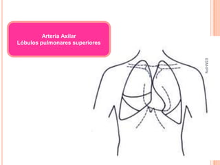 Arteria Axilar
Lóbulos pulmonares superiores




                                 ESM-IPN
                                20
 