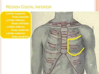 REGIÓN COSTAL INFERIOR
Limite superior
     línea biaxilar
Limite inferior
    línea xifoidea
 Limite interno




                          ESM-IPN
    línea esternal
Limite externo
    línea anterior




                         21
 