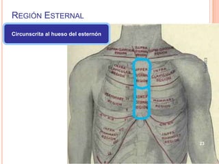 REGIÓN ESTERNAL
Circunscrita al hueso del esternón




                                      ESM-IPN
                                     23
 