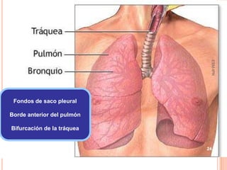 ESM-IPN
 Fondos de saco pleural

Borde anterior del pulmón

Bifurcación de la tráquea


                            24
 