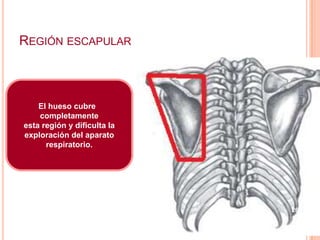 REGIÓN ESCAPULAR




                              ESM-IPN
    El hueso cubre
    completamente
esta región y dificulta la
exploración del aparato
      respiratorio.




                             26
 