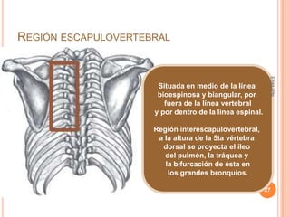 REGIÓN ESCAPULOVERTEBRAL




                                                          ESM-IPN
                      Situada en medio de la línea
                      bioespinosa y biangular, por
                        fuera de la línea vertebral
                     y por dentro de la línea espinal.

                     Región interescapulovertebral,
                      a la altura de la 5ta vértebra
                       dorsal se proyecta el íleo
                        del pulmón, la tráquea y
                        la bifurcación de ésta en
                         los grandes bronquios.

                                                         27
 