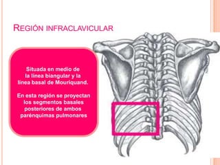 REGIÓN INFRACLAVICULAR




                               ESM-IPN
    Situada en medio de
   la línea biangular y la
línea basal de Mouriquand.

En esta región se proyectan
  los segmentos basales
   posteriores de ambos
 parénquimas pulmonares




                              29
 
