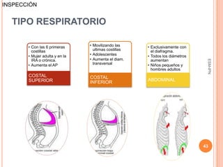 INSPECCIÓN


  TIPO RESPIRATORIO

       • Con las 6 primeras     • Movilizando las     • Exclusivamente con
         costillas                ultimas costillas     el diafragma.
       • Mujer adulta y en la   • Adolescentes        • Todos los diámetros
         IRA o crónica.         • Aumenta el diam.      aumentan




                                                                               ESM-IPN
       • Aumenta el AP            transversal         • Niños pequeños y
                                                        hombres adultos
       COSTAL                   COSTAL
       SUPERIOR                                       ABDOMINAL
                                INFERIOR




                                                                              43
 