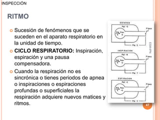 INSPECCIÓN


  RITMO

    Sucesión de fenómenos que se
     suceden en el aparato respiratorio en
     la unidad de tiempo.




                                              ESM-IPN
    CICLO RESPIRATORIO: Inspiración,
     espiración y una pausa
     compensadora.
    Cuando la respiración no es
     sincrónica o tienes periodos de apnea
     o inspiraciones o espiraciones
     profundas o superficiales la
     respiración adquiere nuevos matices y
     ritmos.                                 47
 