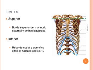 LIMITES
   Superior




                                            ESM-IPN
       Borde superior del manubrio
        esternal y ambas clavículas.


   Inferior

       Reborde costal y apéndice
        xifoides hasta la costilla 12


                                        5
 