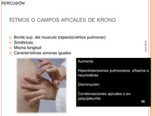 PERCUSIÓN



   ISTMOS O CAMPOS APICALES DE KRONG

      Borde sup. del musculo trapecio(vértice pulmonar)




                                                                             ESM-IPN
      Simétricas
      Misma longitud
      Características sonoras iguales

                                         Aumento

                                         Hiperdistensiones pulmonares: efisema o
                                         neumotórax

                                         Disminución:

                                         Condensaciones apicales o en
                                         paquipleuritis
                                                                           58
 