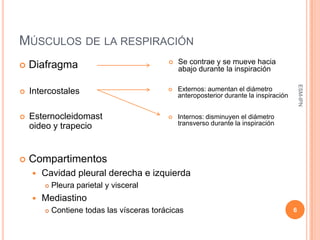 MÚSCULOS DE LA RESPIRACIÓN
                                               Se contrae y se mueve hacia
   Diafragma                                   abajo durante la inspiración




                                                                                             ESM-IPN
   Intercostales                              Externos: aumentan el diámetro
                                                anteroposterior durante la inspiración


   Esternocleidomast                          Internos: disminuyen el diámetro
                                                transverso durante la inspiración
    oideo y trapecio


   Compartimentos
       Cavidad pleural derecha e izquierda
           Pleura parietal y visceral
       Mediastino
           Contiene todas las vísceras torácicas                                        6
 
