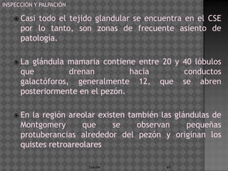 INSPECCIÓN Y PALPACIÓN

    Casi  todo el tejido glandular se encuentra en el CSE
      por lo tanto, son zonas de frecuente asiento de
      patología.

    La  glándula mamaria contiene entre 20 y 40 lóbulos
      que          drenan         hacia       conductos
      galactóforos, generalmente 12, que se abren
      posteriormente en el pezón.

    En  la región areolar existen también las glándulas de
      Montgomery       que     se    observan     pequeñas
      protuberancias alrededor del pezón y originan los
      quistes retroareolares

                         ESM-IPN            65
 