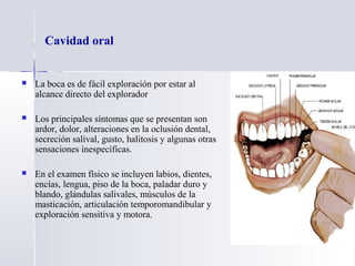 Cavidad oral
 La boca es de fácil exploración por estar al
alcance directo del explorador
 Los principales síntomas que se presentan son
ardor, dolor, alteraciones en la oclusión dental,
secreción salival, gusto, halitosis y algunas otras
sensaciones inespecíficas.
 En el examen físico se incluyen labios, dientes,
encías, lengua, piso de la boca, paladar duro y
blando, glándulas salivales, músculos de la
masticación, articulación temporomandibular y
exploración sensitiva y motora.
 