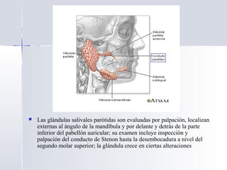  Las glándulas salivales parótidas son evaluadas por palpación, localizan
externas al ángulo de la mandíbula y por delante y detrás de la parte
inferior del pabellón auricular; su examen incluye inspección y
palpación del conducto de Stenon hasta la desembocadura a nivel del
segundo molar superior; la glándula crece en ciertas alteraciones
 