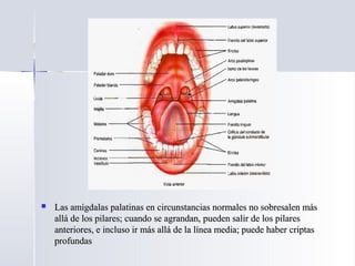  Las amígdalas palatinas en circunstancias normales no sobresalen másLas amígdalas palatinas en circunstancias normales no sobresalen más
allá de los pilares; cuando se agrandan, pueden salir de los pilaresallá de los pilares; cuando se agrandan, pueden salir de los pilares
anteriores, e incluso ir más allá de la línea media; puede haber criptasanteriores, e incluso ir más allá de la línea media; puede haber criptas
profundasprofundas
 