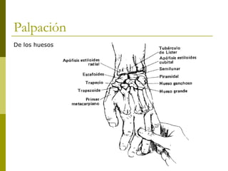 Palpación
De los huesos
 