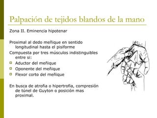 Palpación de tejidos blandos de la mano
Zona II. Eminencia hipotenar
Proximal al dedo meñique en sentido
longitudinal hasta el pisiforme
Compuesta por tres músculos indistinguibles
entre si:
 Aductor del meñique
 Oponente del meñique
 Flexor corto del meñique
En busca de atrofia o hipertrofia, compresión
de túnel de Guyton o posición mas
proximal.
 