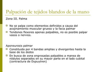 Palpación de tejidos blandos de la mano
Zona III. Palma
 No se palpa como elementos definidos a causa del
acojinamiento muscular grueso y la facia palmar
 Tendones flexores apenas palpables, no es posible palpar
vasos o nervios.
Aponeurosis palmar
 Constituida por 4 bandas amplias y divergentes hasta la
base de los dedos
 En busca de zona engrosadas palpables a manea de
nódulos separados en su mayor parte en el lado cubital
(contractura de Dypuytren)
 