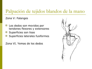 Palpación de tejidos blandos de la mano
Zona V: Falanges
 Los dedos son movidos por
tendones flexores y extensores
 Superficies son lisas
 Superficies laterales fusiformes
Zona VI. Yemas de los dedos
 