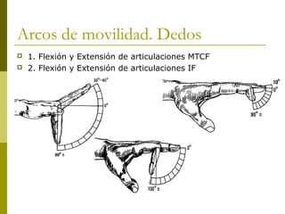 Arcos de movilidad. Dedos
 1. Flexión y Extensión de articulaciones MTCF
 2. Flexión y Extensión de articulaciones IF
 