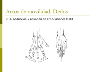 Arcos de movilidad. Dedos
 3. Abducción y aducción de articulaciones MTCF
 