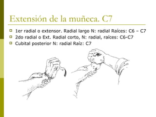 Extensión de la muñeca. C7
 1er radial o extensor. Radial largo N: radial Raíces: C6 – C7
 2do radial o Ext. Radial corto, N: radial, raíces: C6-C7
 Cubital posterior N: radial Raíz: C7
 