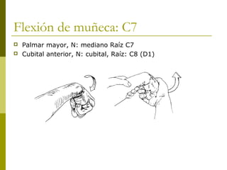 Flexión de muñeca: C7
 Palmar mayor, N: mediano Raíz C7
 Cubital anterior, N: cubital, Raíz: C8 (D1)
 