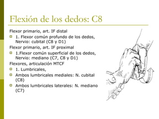 Flexión de los dedos: C8
Flexor primario, art. IF distal
 1. Flexor común profundo de los dedos,
Nervio: cubital (C8 y D1)
Flexor primario, art. IF proximal
 1.Flexor común superficial de los dedos,
Nervio: mediano (C7, C8 y D1)
Flexores, articulación MTCF
 1. Lumbricales,
 Ambos lumbricales mediales: N. cubital
(C8)
 Ambos lumbricales laterales: N. mediano
(C7)
 