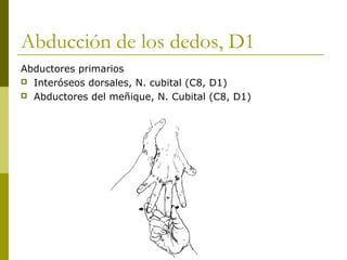 Abducción de los dedos, D1
Abductores primarios
 Interóseos dorsales, N. cubital (C8, D1)
 Abductores del meñique, N. Cubital (C8, D1)
 