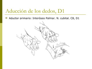 Aducción de los dedos, D1
 Aductor primario: Interóseo Palmar, N. cubital, C8, D1
 