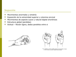 Inspección
 Movimientos anormales y simetría
 Exposición de la extremidad superior y columna cervical
 Movimientos de aspecto suave y natural digital sincrónicos
 Estructura global (perdidas)
 Actitud – flexión ligera, dedos paralelos entre si
 