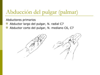 Abducción del pulgar (palmar)
Abductores primarios
 Abductor largo del pulgar, N. radial C7
 Abductor corto del pulgar, N. mediano C6, C7
 