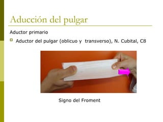 Aducción del pulgar
Aductor primario
 Aductor del pulgar (oblicuo y transverso), N. Cubital, C8
Signo del Froment
 