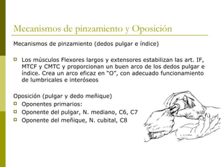 Mecanismos de pinzamiento y Oposición
Mecanismos de pinzamiento (dedos pulgar e índice)
 Los músculos Flexores largos y extensores estabilizan las art. IF,
MTCF y CMTC y proporcionan un buen arco de los dedos pulgar e
índice. Crea un arco eficaz en “O”, con adecuado funcionamiento
de lumbricales e interóseos
Oposición (pulgar y dedo meñique)
 Oponentes primarios:
 Oponente del pulgar, N. mediano, C6, C7
 Oponente del meñique, N. cubital, C8
 